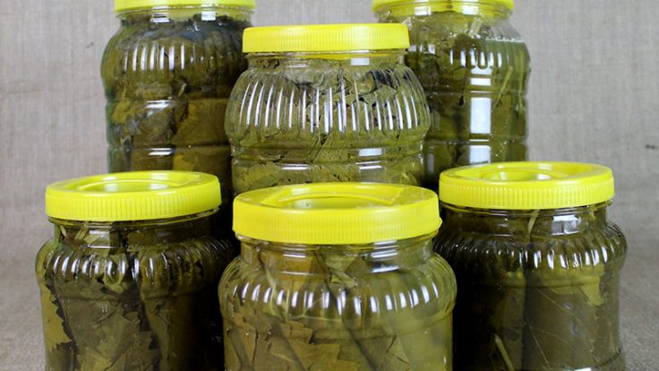 Виноградный лист